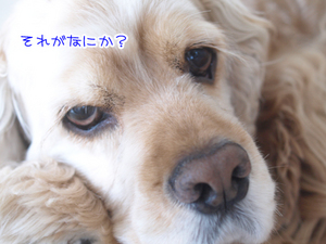 %E3%81%9D%E3%82%8C%E3%81%8C%E4%BD%95%E3%81%8B%EF%BC%9F.jpg