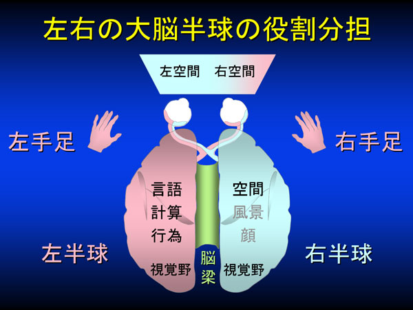 %E8%84%B3%E3%81%AE%E5%BD%B9%E5%89%B2%E5%88%86%E6%8B%85.jpg